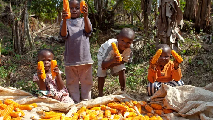 enfants, maïs, agriculture, Cameroun