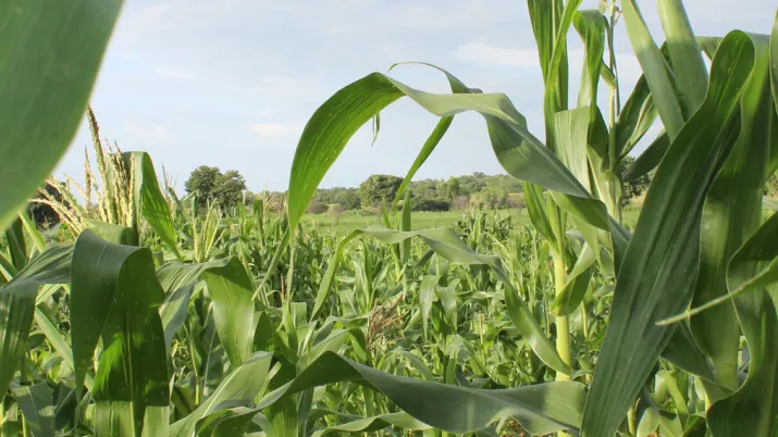 agriculture durable, agro-écologie, champ, Afrique Ouest