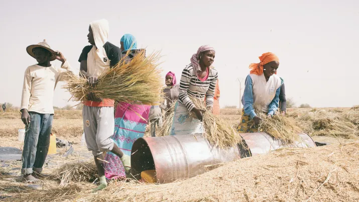 Améliorer la sécurité alimentaire dans la région de Matam - Image - 