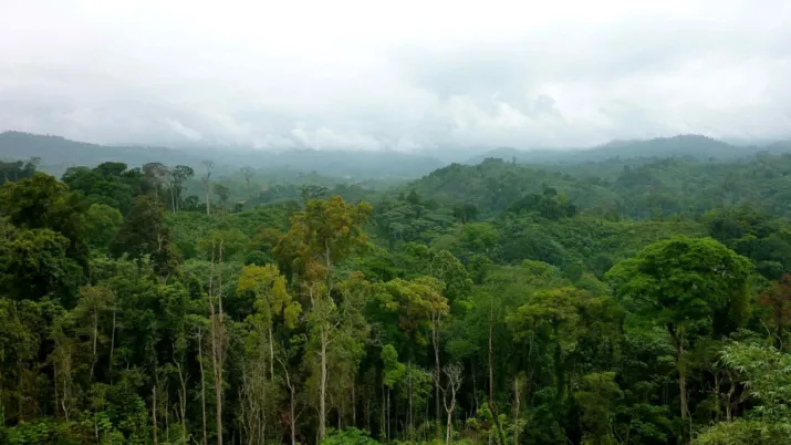 Aménager durablement les forêts du bassin du Congo et assurer un développement économique et social - Image