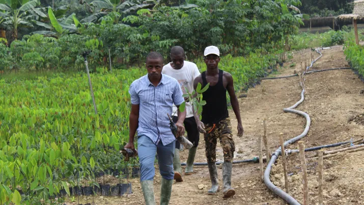 Appui à la relance des filières agricoles