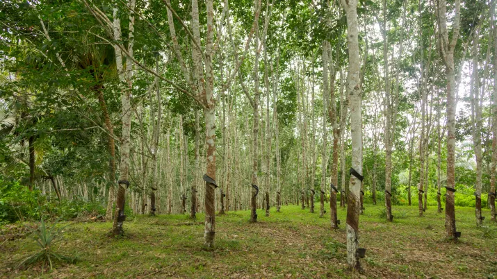 Développer la culture d'hévéas pour réduire la pauvreté en milieu rural