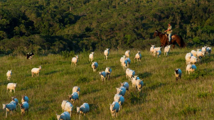 bétail, ranch, nature, paysan, agriculture, Nouvelle-Calédonie