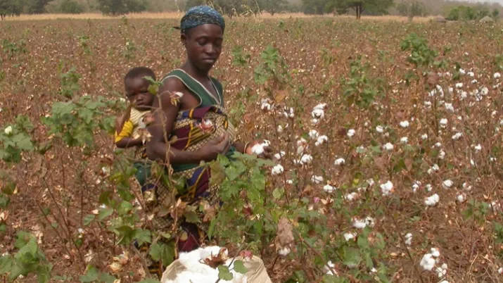 Bénin, Tazco, projet transition agroécologique, femme, champ, coton