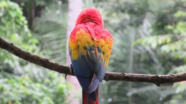 perroquet, biodiversité, nature, Mexique