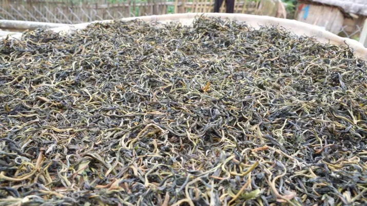 thé récolté, Laos