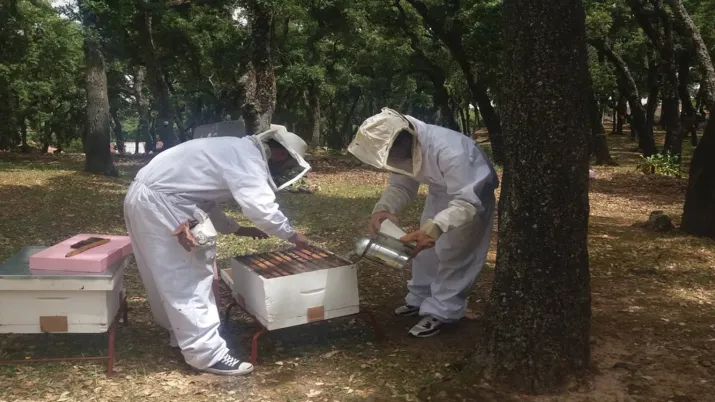 Soutenir les petits acteurs économiques et les filières tunisiennes, association Adie
