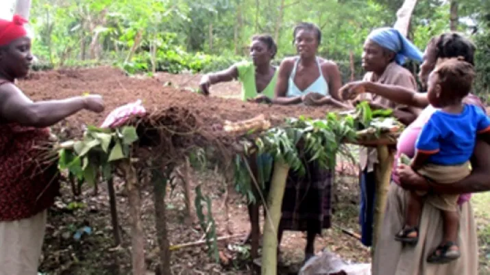 Structuration de la filière mangue pour le renforcement de l’économie paysanne  