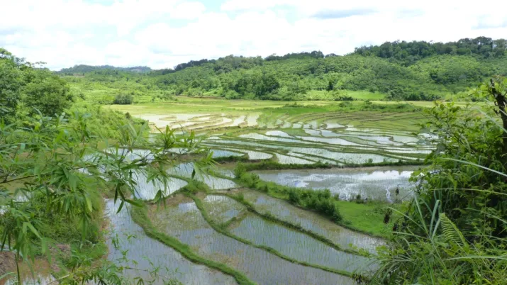 Développement des filières bambou et rotin au Laos