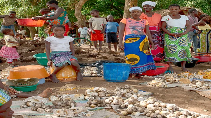 Produits forestiers non ligneux, communautés locales et conservation de la Réserve Nationale de Gilé au Mozambique 