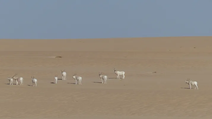 Appui à la gestion durable d’aires protégées sahélo-sahariennes