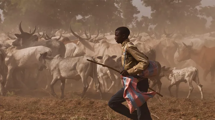 Mobilité et commerce du bétail en Afrique de l’Ouest 