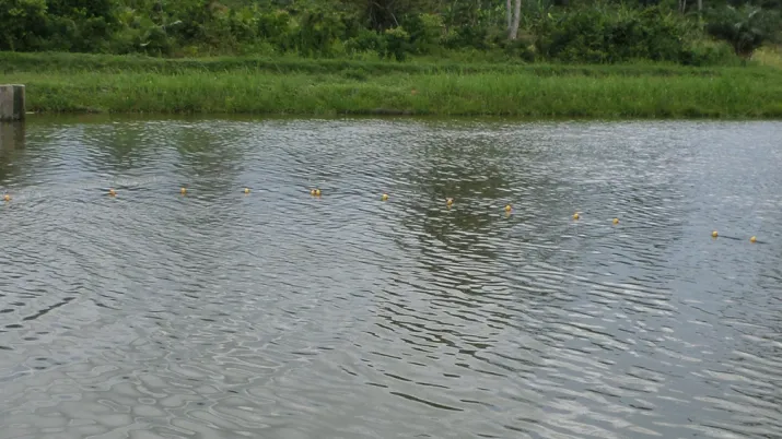 Favoriser le Développement des Filières Piscicoles