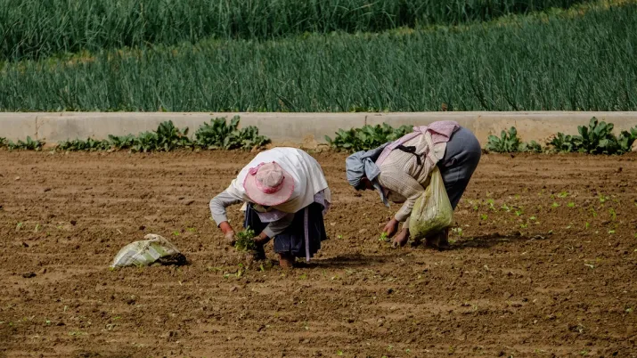 afd caf amérique du sud