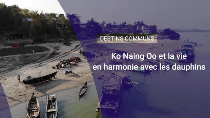 Ko Naing Oo et la vie en harmonie avec les dauphins en Birmanie