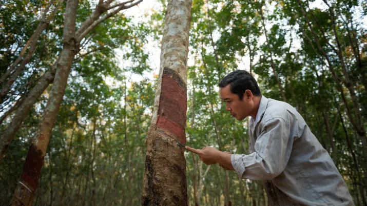 Plantation d'hévéa au Cambodge