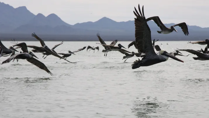 pelicans mer océan biodiversité AFD