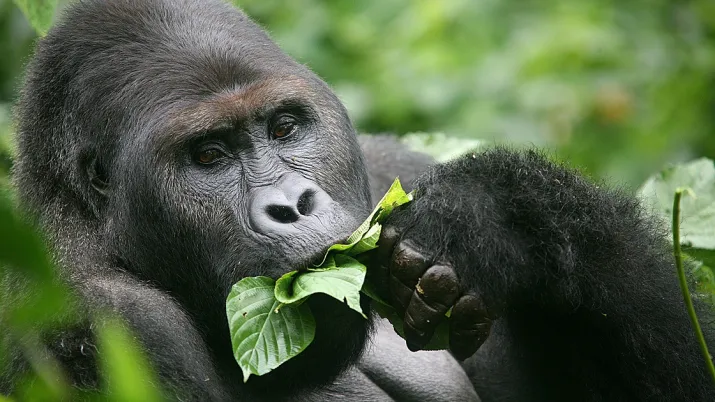 parc national cameroun biodiversité afd