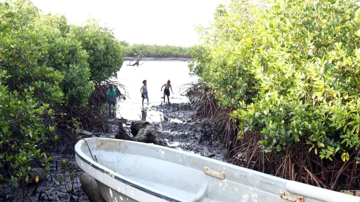 Fiji mangroves with AFD project RESCCUE