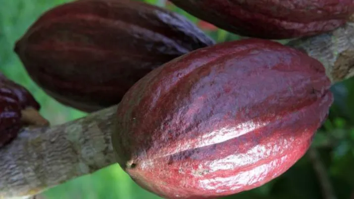 Le projet « Economie verte » vise à renforcer la gestion socio-écosystémique et le système d’aires protégées du département Sud d’Haïti