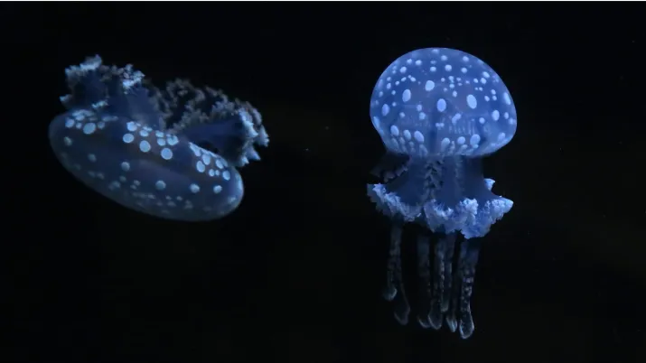 Méduses © Steve Miller / Flickr