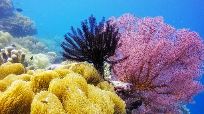 corail biodiversité marine aire protégée fond marin océan