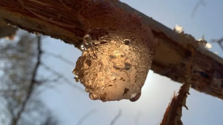 Le Soudan est le plus grand producteur et exportateur de gomme arabique brute au monde