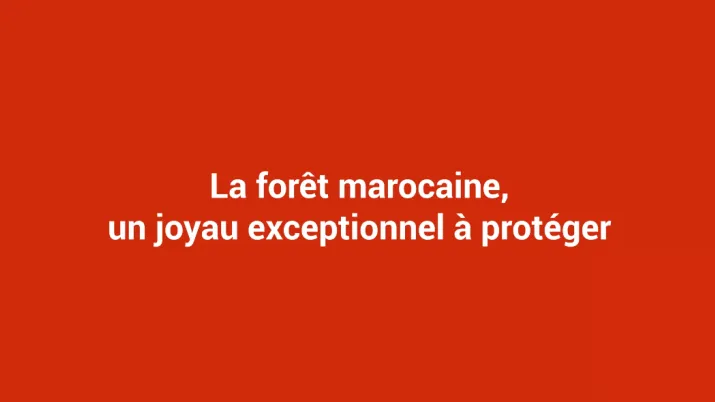 La forêt marocaine, un joyau exceptionnel à protéger