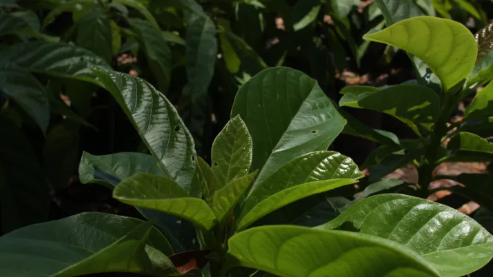 L'AFD, le FFEM et le CBF franchissent une étape importante pour soutenir la biodiversité dans les Caraïbes