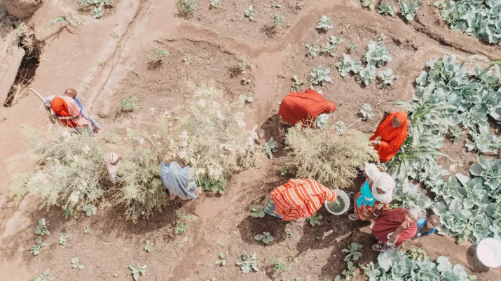 récolte agriculture Niger Afrique femmes