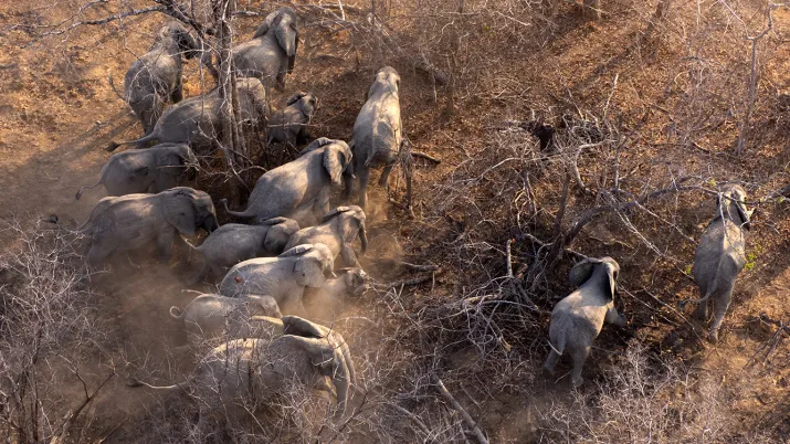 elephants Mozambique