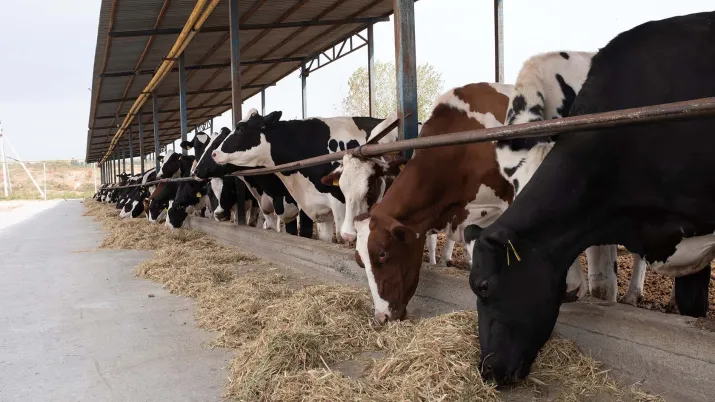 elevage-ouzbekistan-2