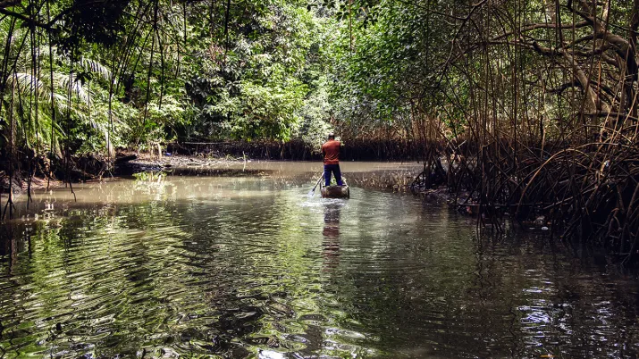Mangrove