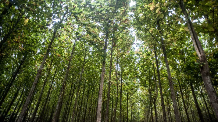 Justice environnementale et climatique