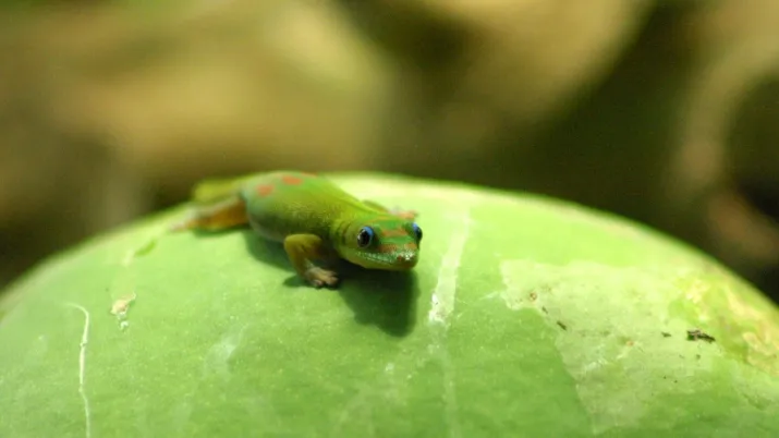 Biodiversité Mayotte COP15