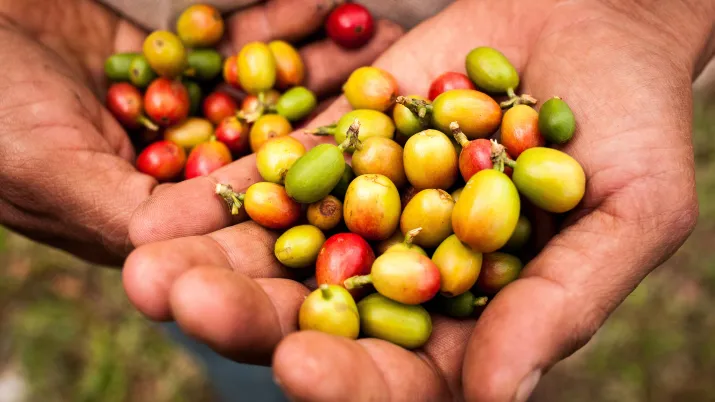 Mains avec grains de café
