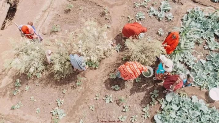 Femmes récoltants des feuilles de henné dans la cuvette oasienne de Kourgam