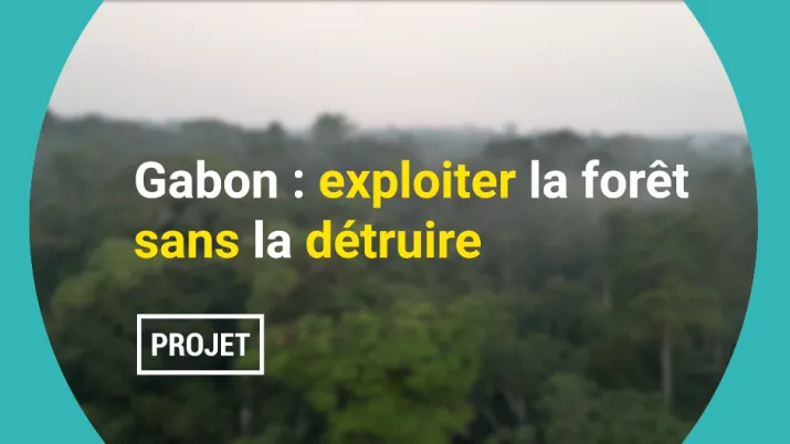 Gabon : exploiter la forêt sans la détruire