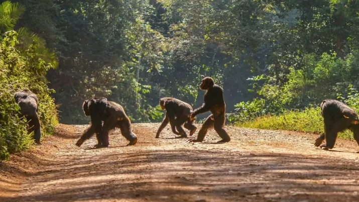 Des singes en Guinée Conakry