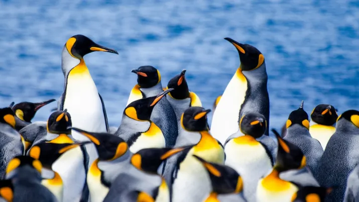 Terres australes antarctiques françaises adaptation changement climatique sauvegarde biodiversité