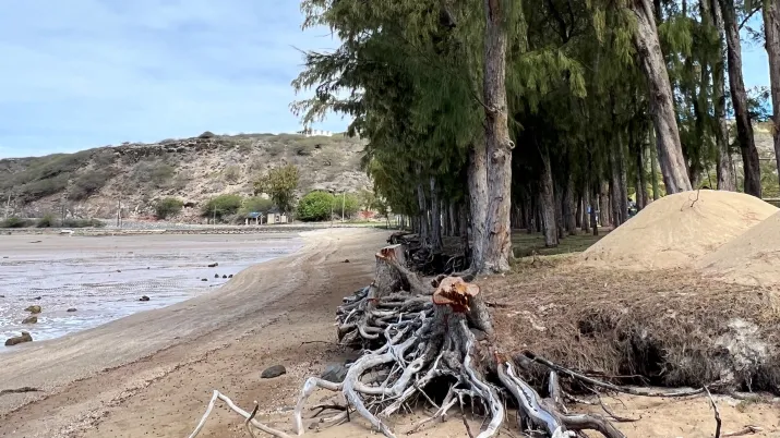 lagune arbre Maurice