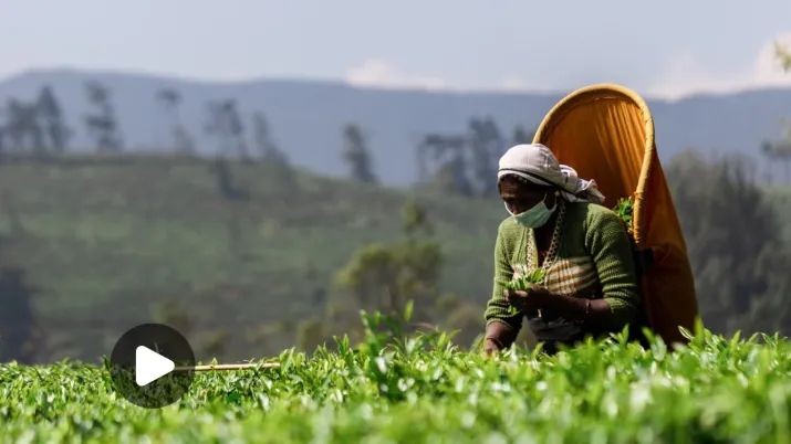 Thé Sri Lanka Clear Media