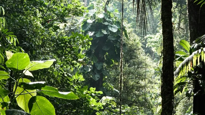Forêt tropicale au Costa Rica
