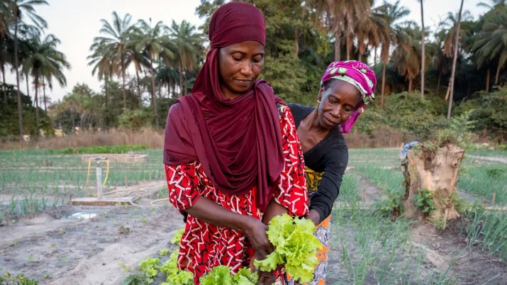 L’objectif du projet SEMER est de stimuler le développement de la filière maraîchère dans la région de la Casamance, au Sénégal.