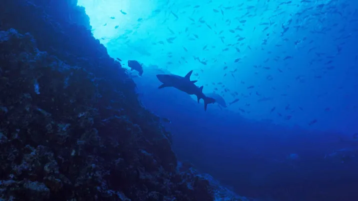 La vie sous-marine au Costa Rica