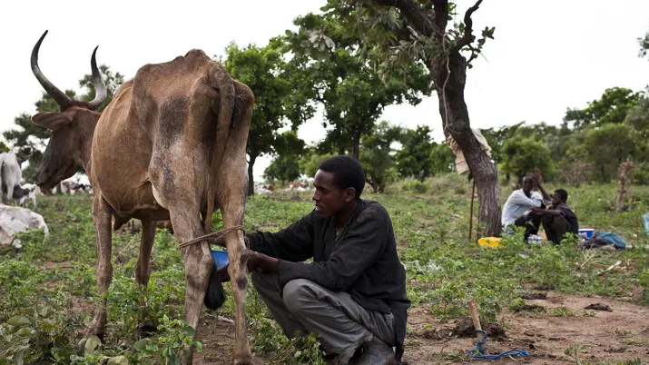 La mise en valeur de l’impact économique de l’agropastoralisme permettra de faire évoluer positivement la perception de l’élevage au niveau local et d’apaiser les conflits en favorisant le dialogue.