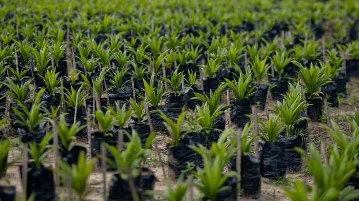 reforestation agriculture durable securite alimentaire
