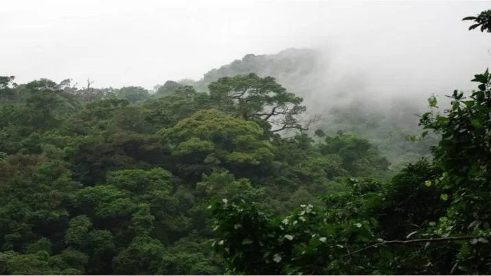 AMENAGEMENT ET SUIVI DES FORETS DU CAMEROUN 2ème PHASE DU C2D PSFE