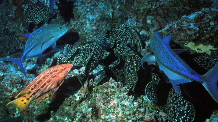 ocean peche proteger mer