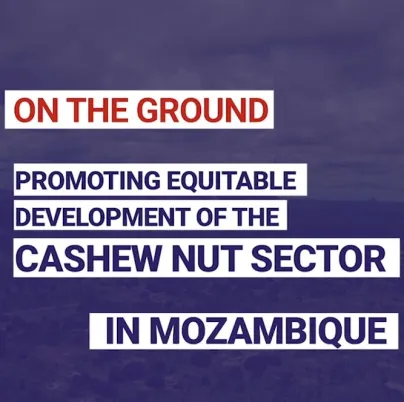 Promoting equitable development of the cashew nut sector in Mozambique